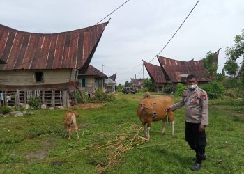 Petugas saat memantau ternak