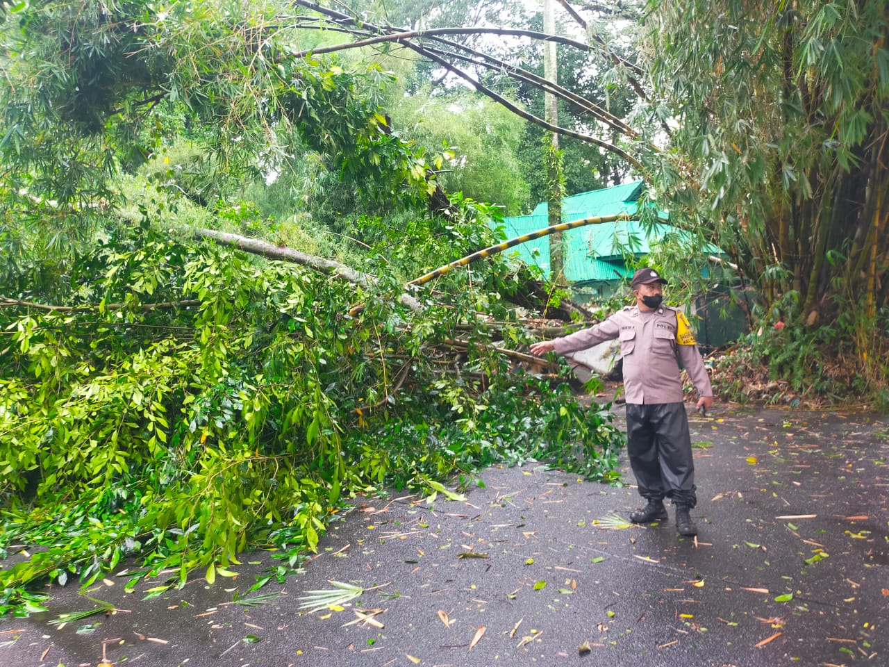 Pohon tumbang di Depan Taman hewan